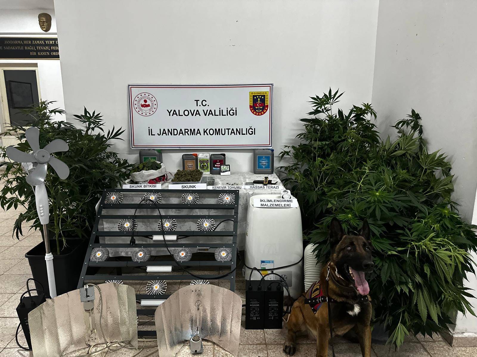 ÇINARCIK’TA EVDE YASADIŞI EKİM YAPAN ŞAHIS YAKALANDI