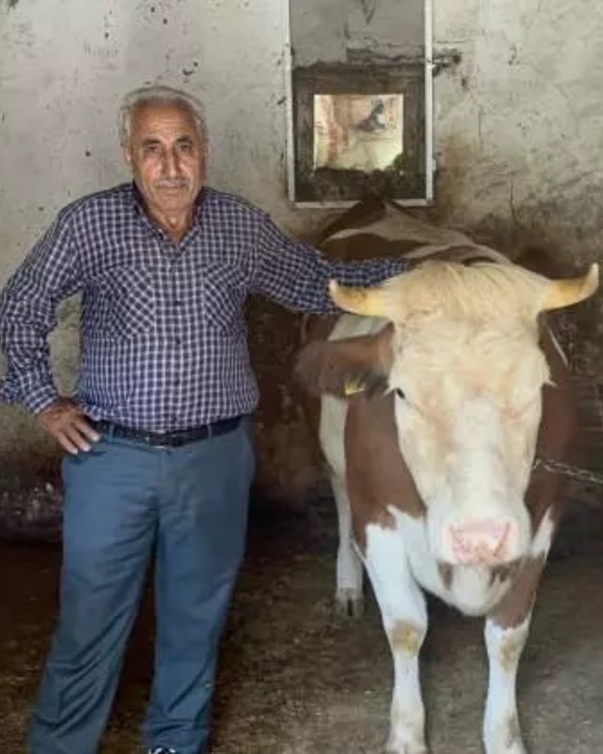 SAHİBİNİ DOLANDIRIP 155 TL'YE İNEK ALDILAR