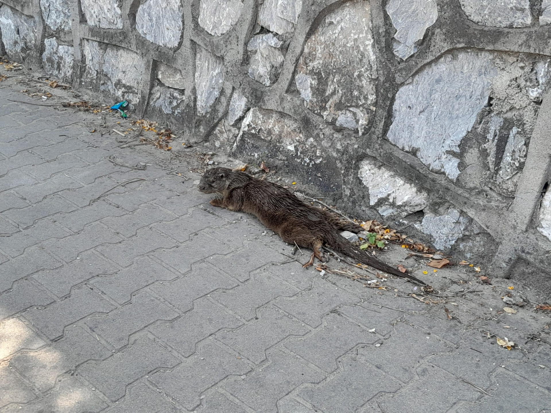 ÇINARCIK’TA YARALI SU SAMURU