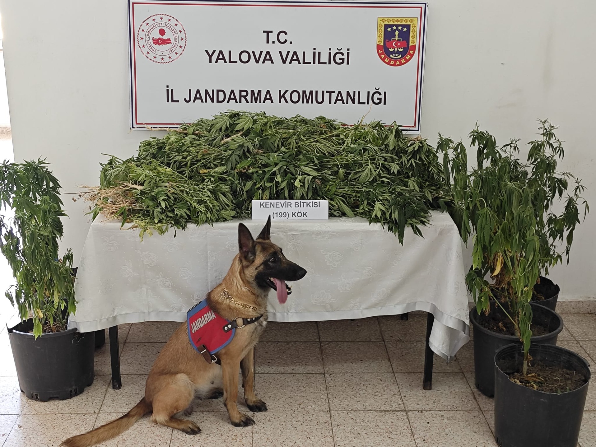 ÇINARCIK'TA 199 KÖK KENEVİR ELE GEÇİRİLDİ